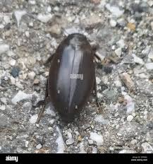 Attēlu rezultāti vaicājumam “Colymbetes paykulli”