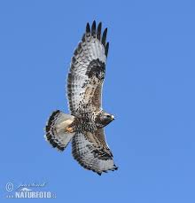 Attēlu rezultāti vaicājumam “Buteo lagopus”