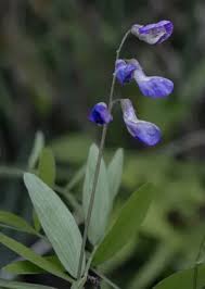 Attēlu rezultāti vaicājumam “Lathyrus palustris flower”