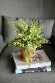 Image result for НЕФРОЛЕПИС (Nephrolepis