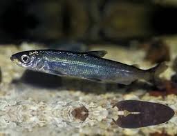 Image result for Coregonus albula