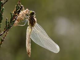 Attēlu rezultāti vaicājumam “Leucorrhinia albifrons female”