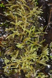 Attēlu rezultāti vaicājumam “Brachythecium rivulare”