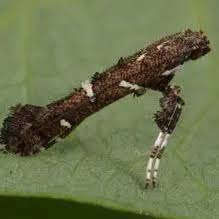 Attēlu rezultāti vaicājumam “Gracillariidae”