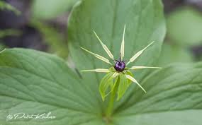 Attēlu rezultāti vaicājumam “Paris quadrifolia”