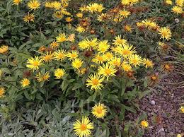 Image result for Inula hirta