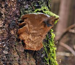 Attēlu rezultāti vaicājumam “Phellinus chrysoloma”