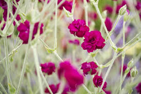 Image result for Lychnis coronaria alba