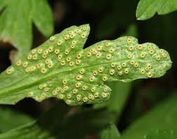 Attēlu rezultāti vaicājumam “Tranzschelia pruni-spinosae”