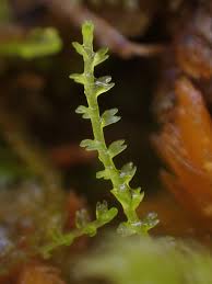 Attēlu rezultāti vaicājumam “Cladopodiella francisci”