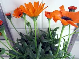 Attēlu rezultāti vaicājumam “Rudbeckia hirta var. hirta leaf”