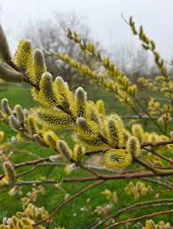 Attēlu rezultāti vaicājumam “Salix daphnoides”