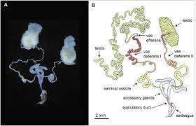 Attēlu rezultāti vaicājumam “Polypogon tentacularius male”