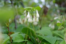 Attēlu rezultāti vaicājumam “Symphytum grandiflorum flower”
