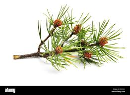 Attēlu rezultāti vaicājumam “Pinus sylvestris leaf”