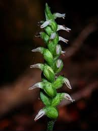 Attēlu rezultāti vaicājumam “Lejeunea cavifolia”