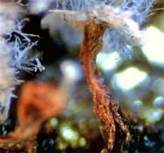 Attēlu rezultāti vaicājumam “Physarum pezizoideum spores”