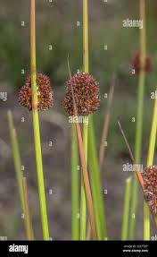 Attēlu rezultāti vaicājumam “Juncus conglomeratus”