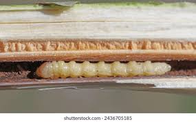 Attēlu rezultāti vaicājumam “Cerambycidae larva”