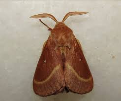 Attēlu rezultāti vaicājumam “Lasiocampidae”