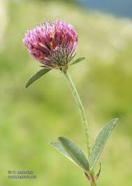 Attēlu rezultāti vaicājumam “Trifolium alpestre”