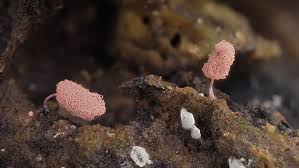 Attēlu rezultāti vaicājumam “Arcyria minuta macro”