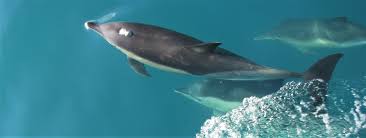 Image result for Delphinus delphis