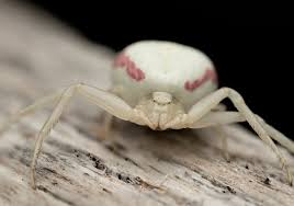 Attēlu rezultāti vaicājumam “Misumena vatia”