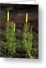 Attēlu rezultāti vaicājumam “Lycopodium annotinum”