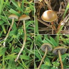 Attēlu rezultāti vaicājumam “Psilocybe sp.”