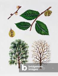 Attēlu rezultāti vaicājumam “Ulmus minor”