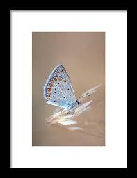 Attēlu rezultāti vaicājumam “Polyommatus icarus male”