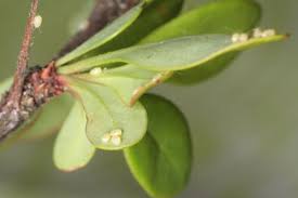 Attēlu rezultāti vaicājumam “Hydria cervinalis”