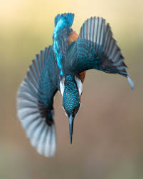 Attēlu rezultāti vaicājumam “Alcedo atthis”