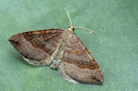 Attēlu rezultāti vaicājumam “Scotopteryx chenopodiata”