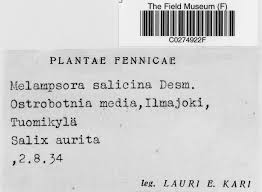 Attēlu rezultāti vaicājumam “Sphacelotheca hydropiperis”