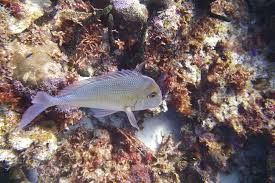 Image result for Calamus nodosus