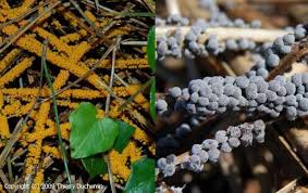 Attēlu rezultāti vaicājumam “Badhamia foliicola spores”