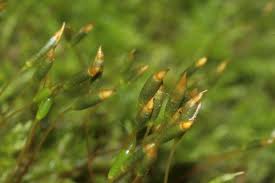 Attēlu rezultāti vaicājumam “Leskea polycarpa macro”