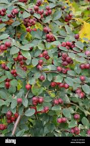 Attēlu rezultāti vaicājumam “Cotoneaster multiflorus fruit”