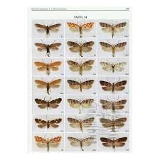 Attēlu rezultāti vaicājumam “Oecophoridae”