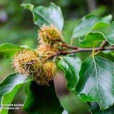 Attēlu rezultāti vaicājumam “Fagus sylvatica flower”