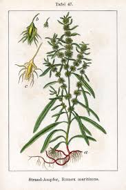 Attēlu rezultāti vaicājumam “Rumex maritimus”