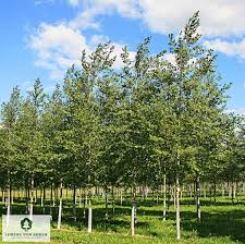 Attēlu rezultāti vaicājumam “Alnus incana”