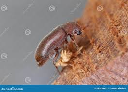 Attēlu rezultāti vaicājumam “Anobiidae”