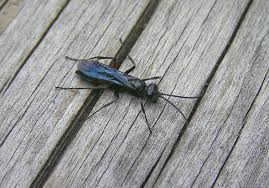 Attēlu rezultāti vaicājumam “Pompilidae”