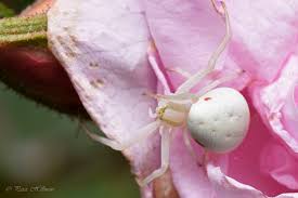 Attēlu rezultāti vaicājumam “Misumena vatia”