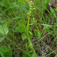 Attēlu rezultāti vaicājumam “Botrychium lunaria”