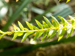 Attēlu rezultāti vaicājumam “Lycopodiaceae”