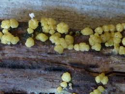 Attēlu rezultāti vaicājumam “Hypocrea rufa”